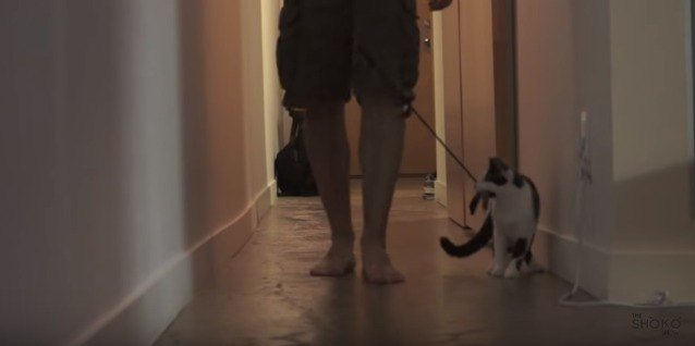 立ち止まり方を教える猫