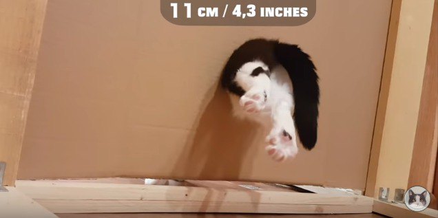 11cmの穴を通る猫