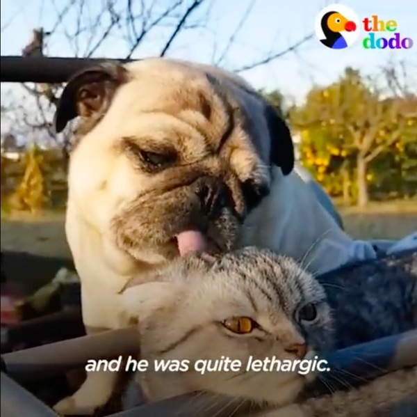 猫を舐めるパグ