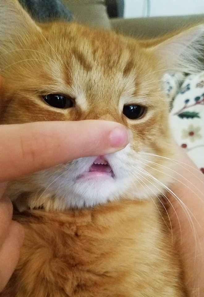上の歯がきれいな猫
