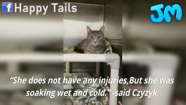 雪の中から救出された猫のウインター
