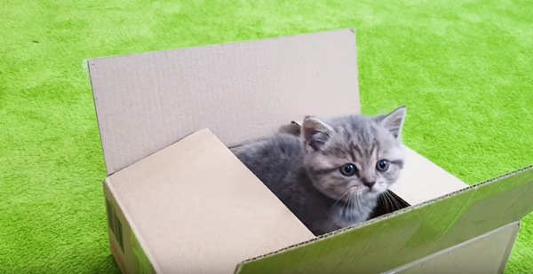 声のもとを発見した子猫