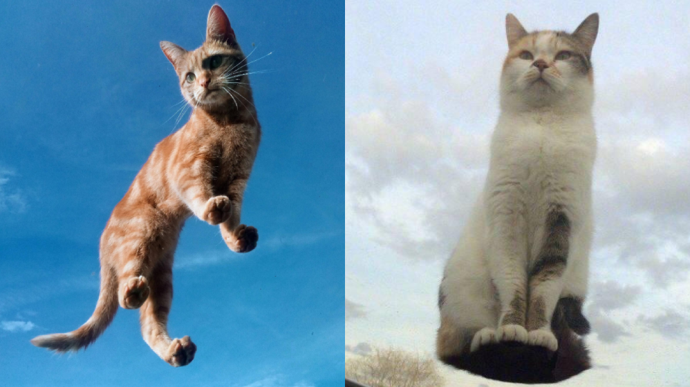 空中浮遊する猫