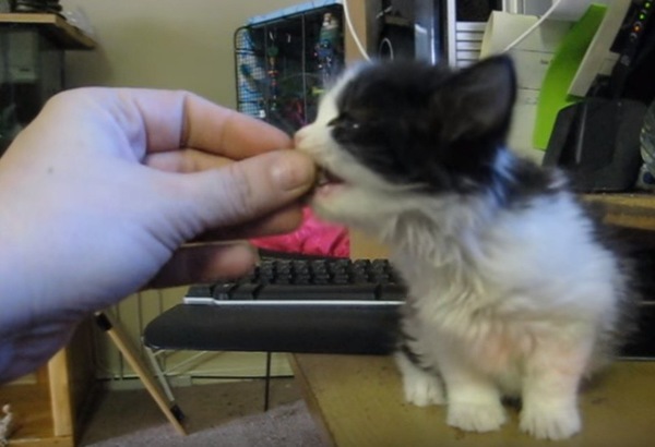 手から食べる子猫