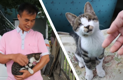お父さんと子猫のヤン