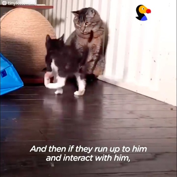 子猫と遊ぶメイソン