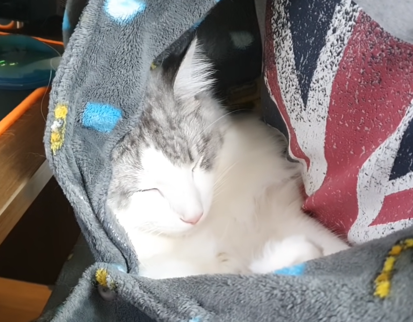 お母さんのパーカーの中で寝る猫