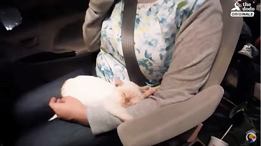 車で移動する子猫