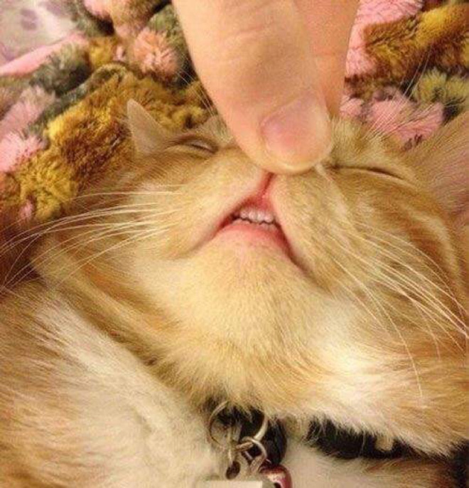 猫の上の歯