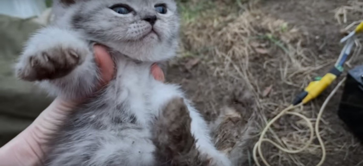 パイプから救助された子猫