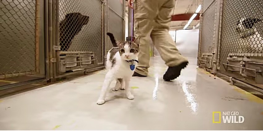 施設で働く猫のパンプキン