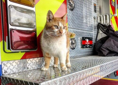 消防署にいる猫