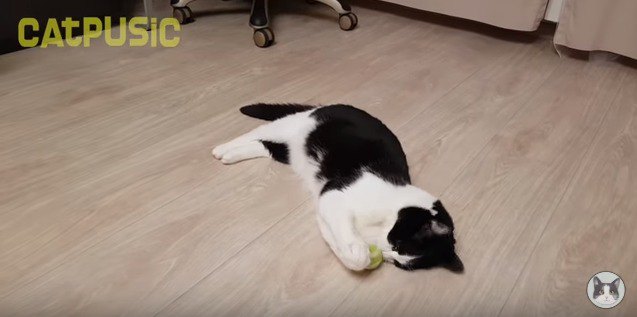 ボールに夢中な猫