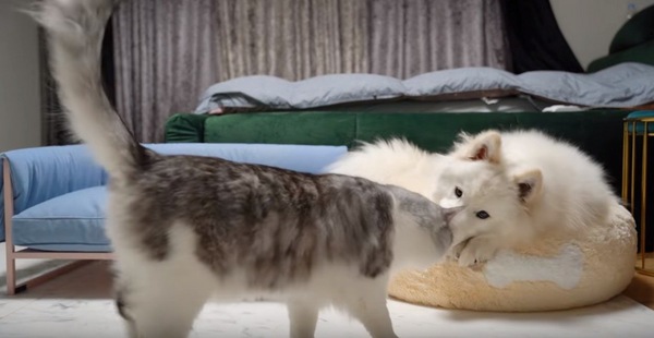 犬に近づく猫