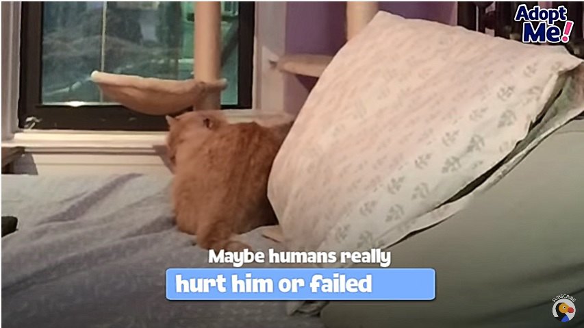 威嚇をする猫