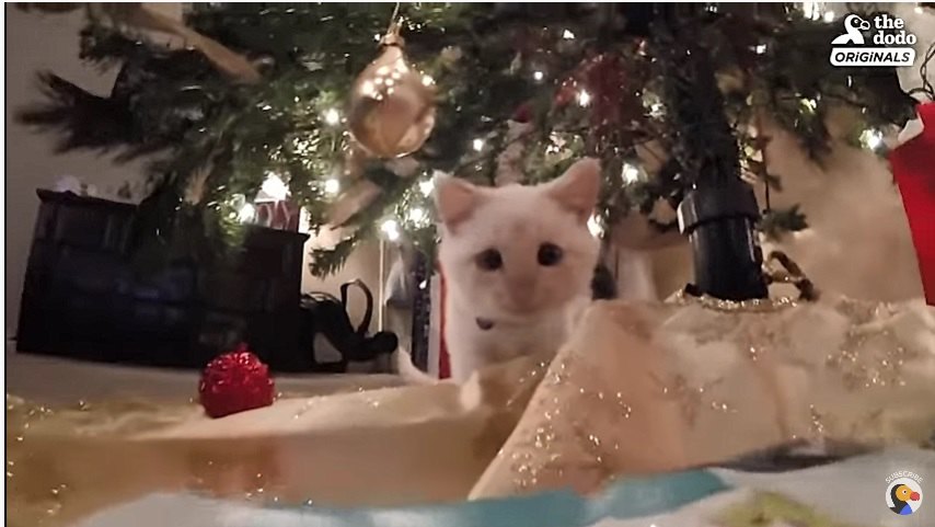 子猫とクリスマスツリー