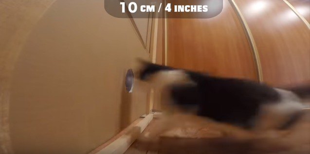 助走をつけて穴を突破する猫