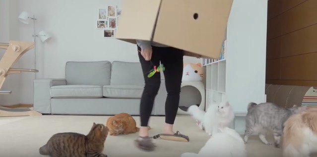 箱の周りに集まる猫