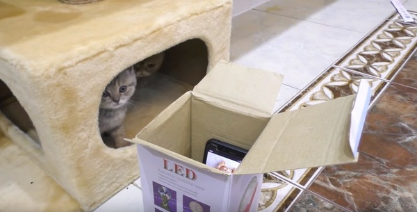 様子を覗う猫
