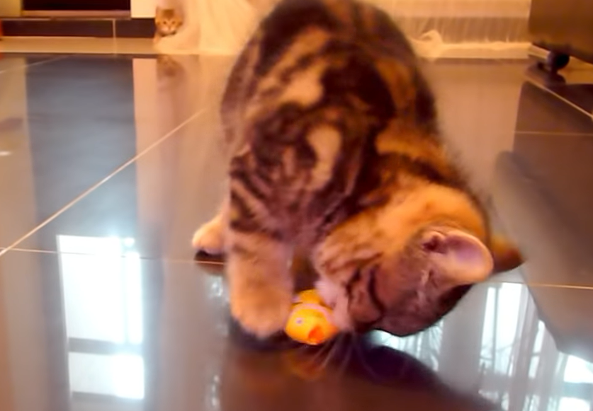 魚のおもちゃを噛じる子猫