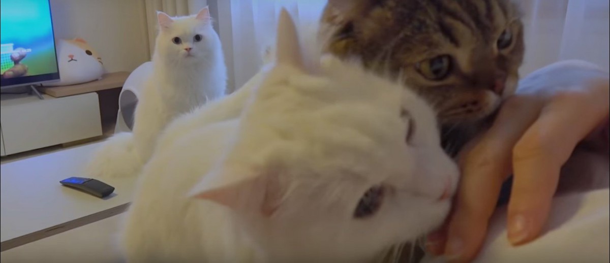 鯖の匂いがする飼い主に興奮する猫たち
