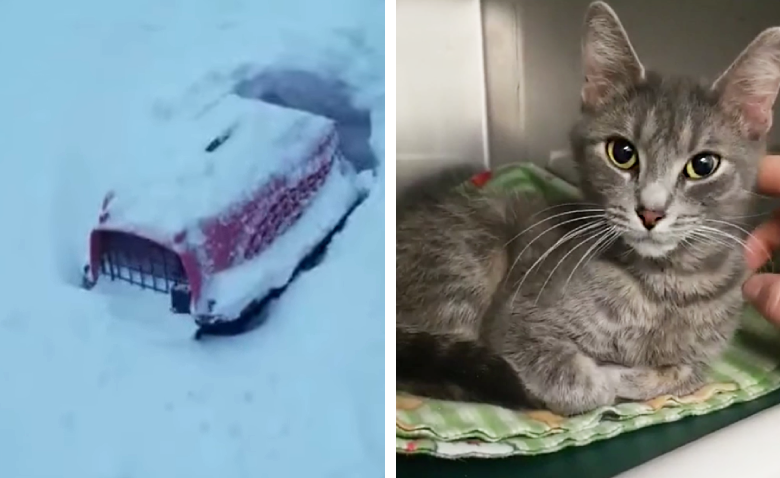 雪に埋もれたキャリーバッグの中から発見された猫