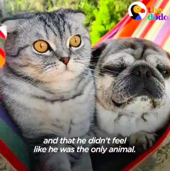 ハンモックに座る猫のルイジとパグ犬のバンディート