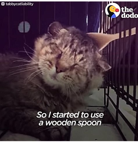 スプーンで撫でられる老猫
