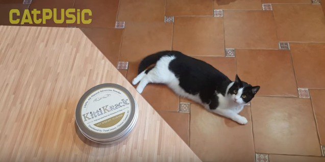 缶の中身が欲しい猫