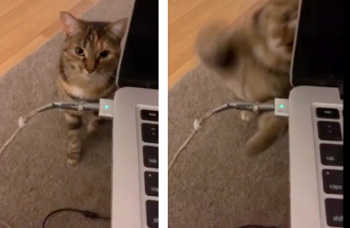パソコンに怒る猫