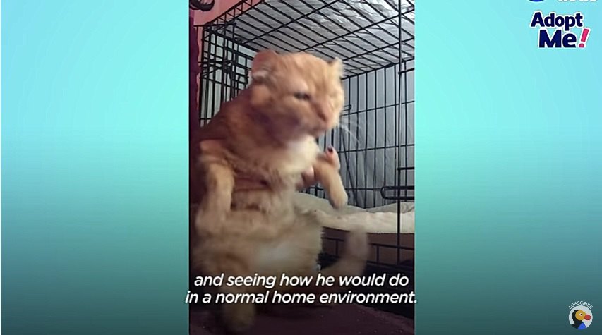 人になれる訓練をする猫