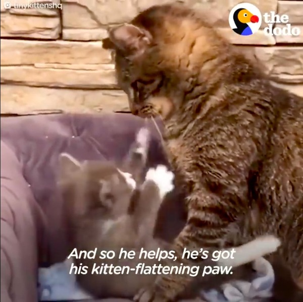 子猫を教育するメイソン