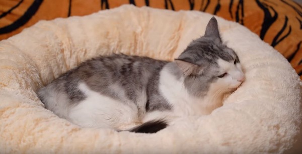 ベッドで寛ぐ猫