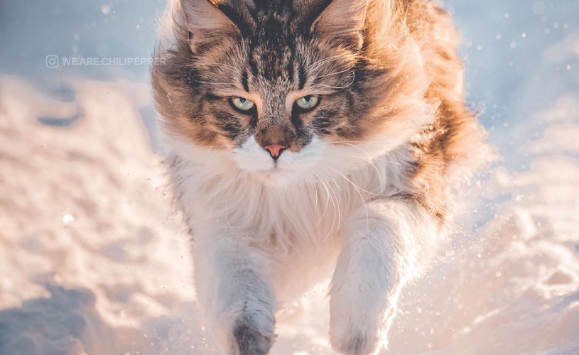 雪の王者の猫