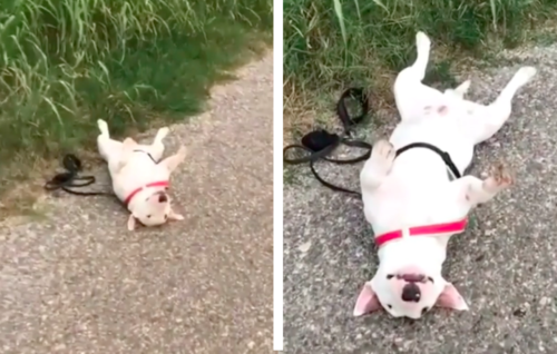 道に犬が落ちてるんだが 帰らんぞ で散歩拒否がすごい犬さん現る もふたん