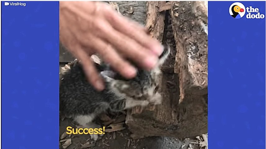 丸太から救助された子猫