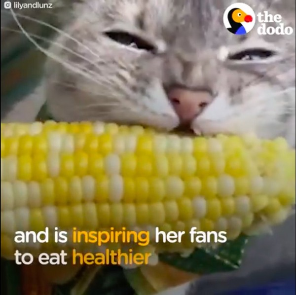 コーン食べる猫のリリー