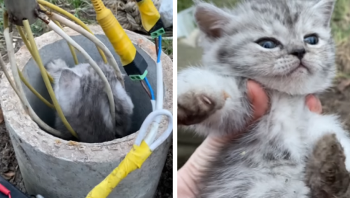 パイプの穴から救助された子猫