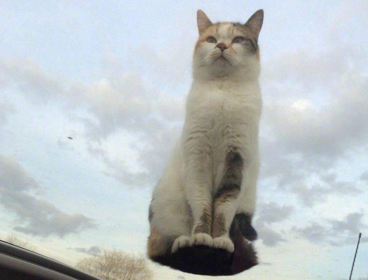 空に浮かぶ猫