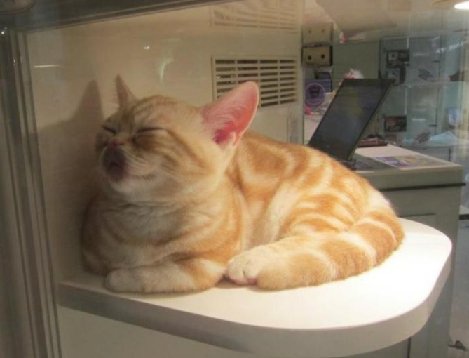 ガラスの前で寝る猫