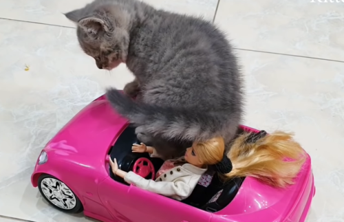 ピンクの車のおもちゃに乗る子猫