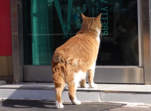 出待ちする野良猫