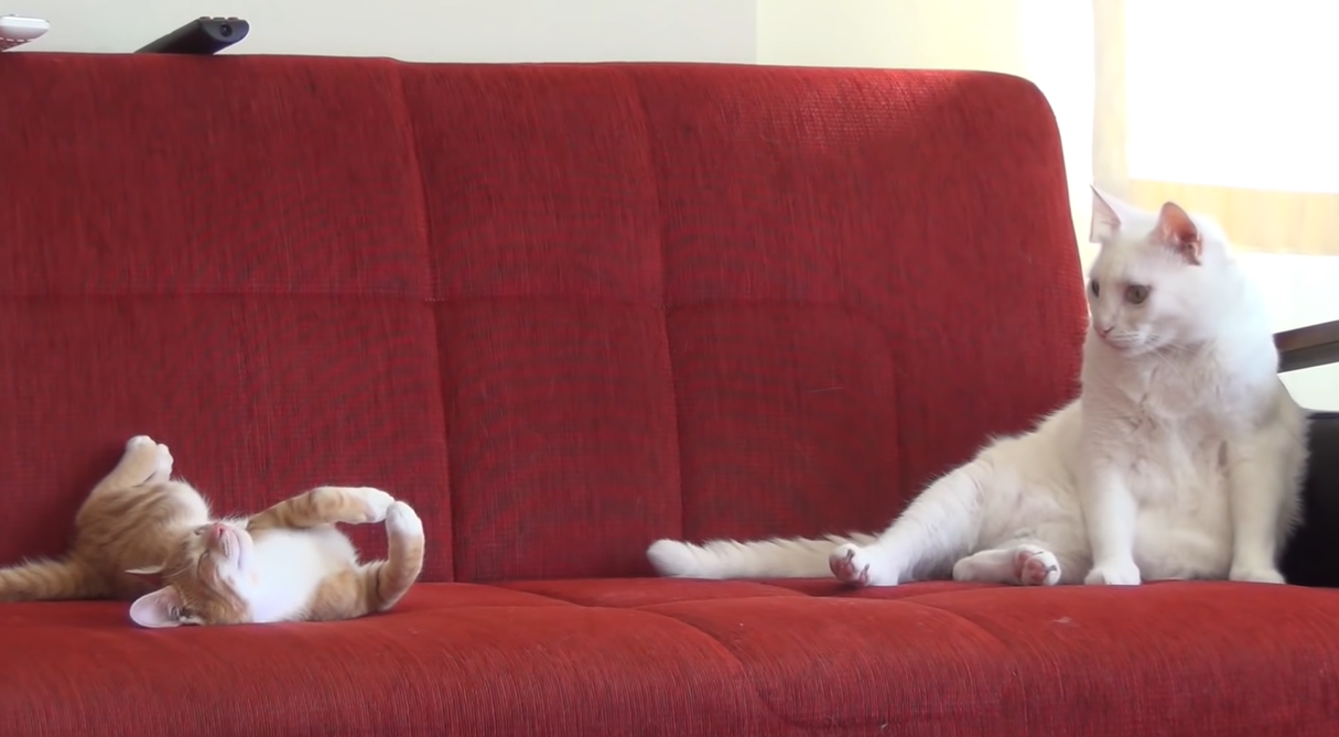 猫同士一緒のソファーに座る