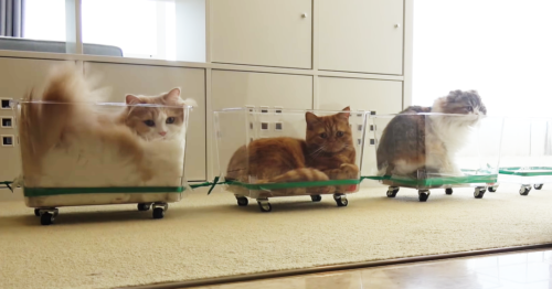 猫電車