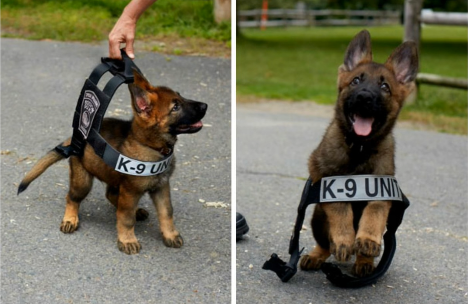 警察犬の子犬