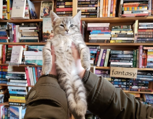 本屋の中にいる子猫