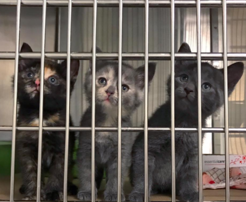 檻の中に閉じ込められた子猫たち