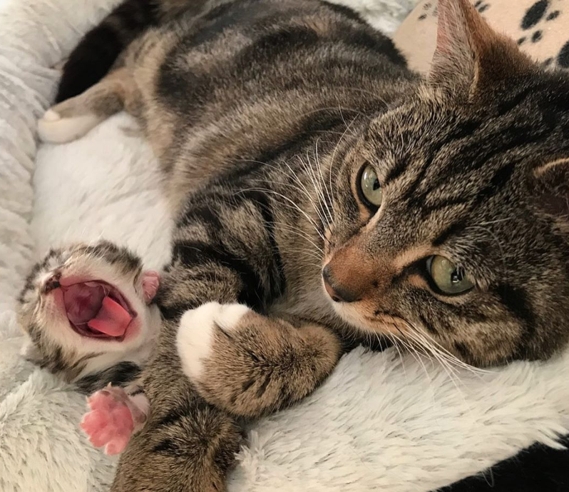 あくびをする子猫と母猫