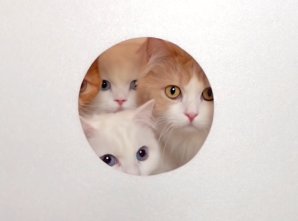 小さな穴から覗く４匹の猫