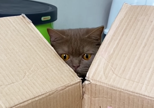 箱の中身を見てビックリする猫